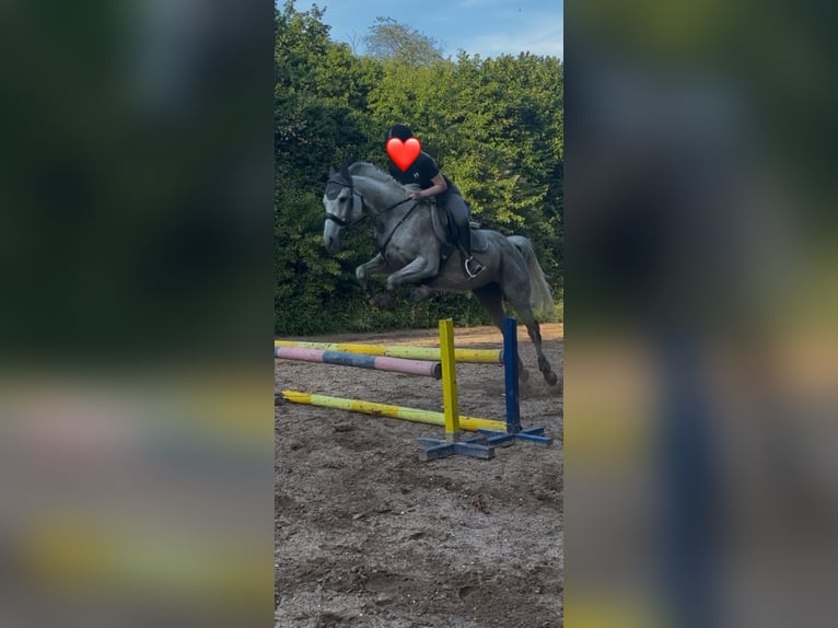 Pur sang irlandais Jument 18 Ans 160 cm Gris pommelé in Altenkirchen