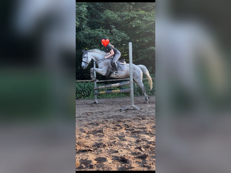 Pur sang irlandais Jument 18 Ans 160 cm Gris pommelé in Altenkirchen