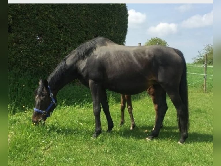 Pur sang irlandais Jument 18 Ans 165 cm Bai brun in Kraichtal