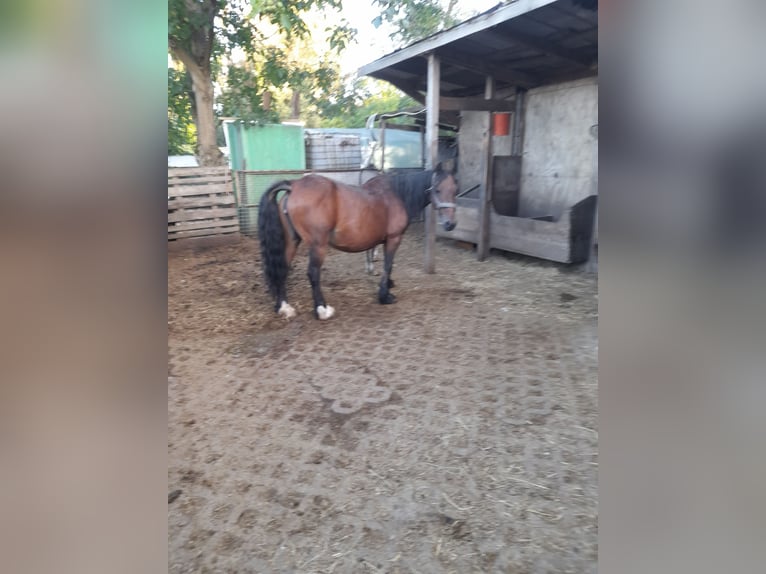 Pur sang irlandais Jument 21 Ans 140 cm Bai in Kirchheim