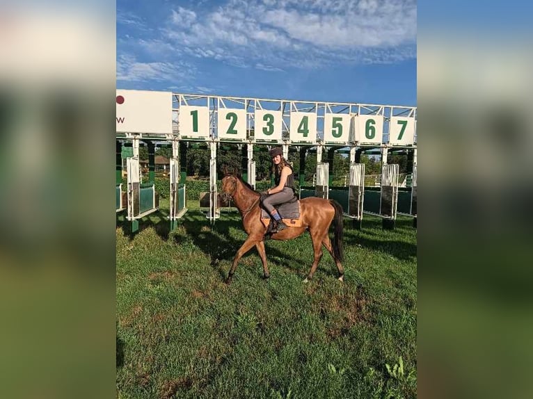 Pur sang irlandais Jument 2 Ans 158 cm Bai in kungsör