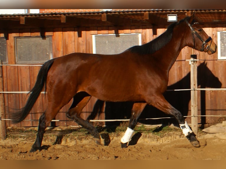 Pur sang irlandais Jument 4 Ans 156 cm Bai brun in Velpke