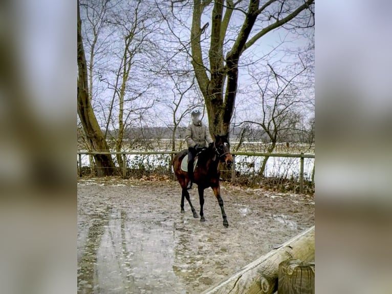 Pur sang irlandais Jument 4 Ans 158 cm  in Wardenburg