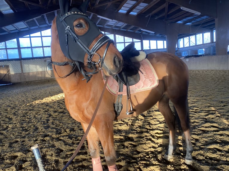 Pur sang irlandais Jument 5 Ans 160 cm Bai in Radevormwald