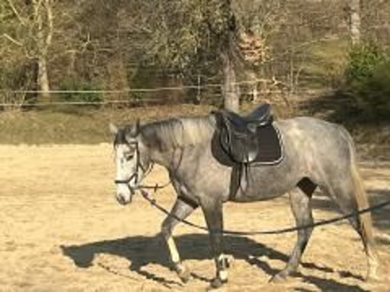 Pur sang irlandais Jument 5 Ans 165 cm Gris in Homberg (Efze)