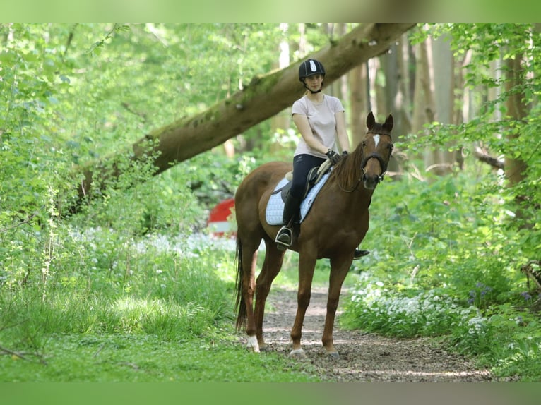 Pur sang irlandais Jument 6 Ans 160 cm Alezan cuivré in Bogaarden