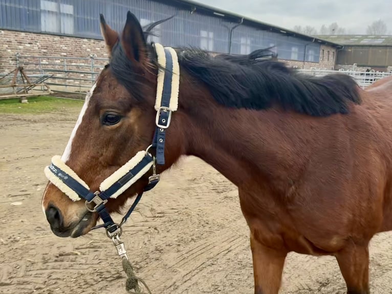 Pur sang irlandais Jument 6 Ans 160 cm Bai in Grevenbroich