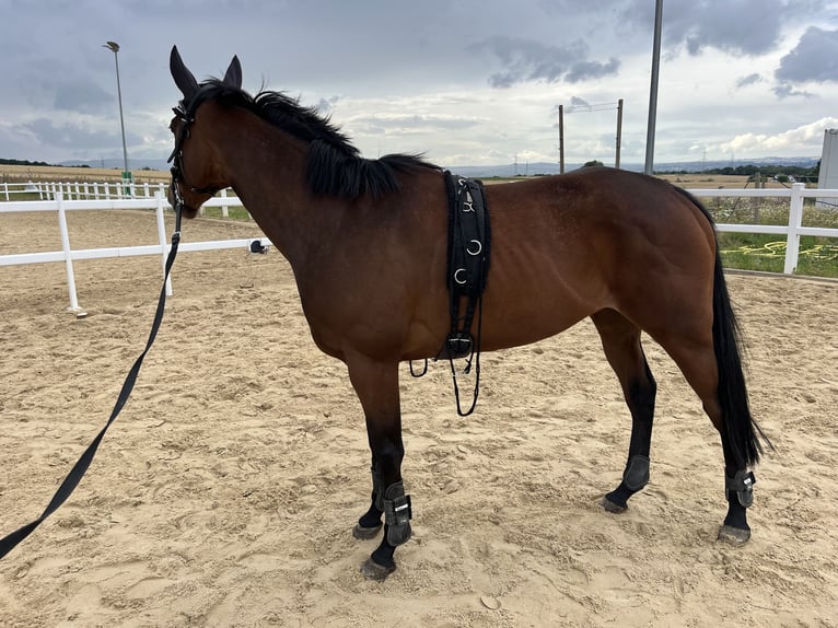 Pur sang irlandais Jument 6 Ans 160 cm in Lohfelden