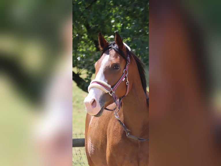 Pur sang irlandais Jument 6 Ans 163 cm Bai in Grevenbroich