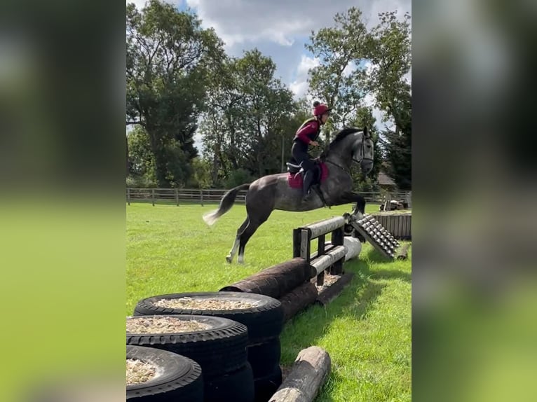 Pur sang irlandais Jument 6 Ans 163 cm Gris in Aberdeen