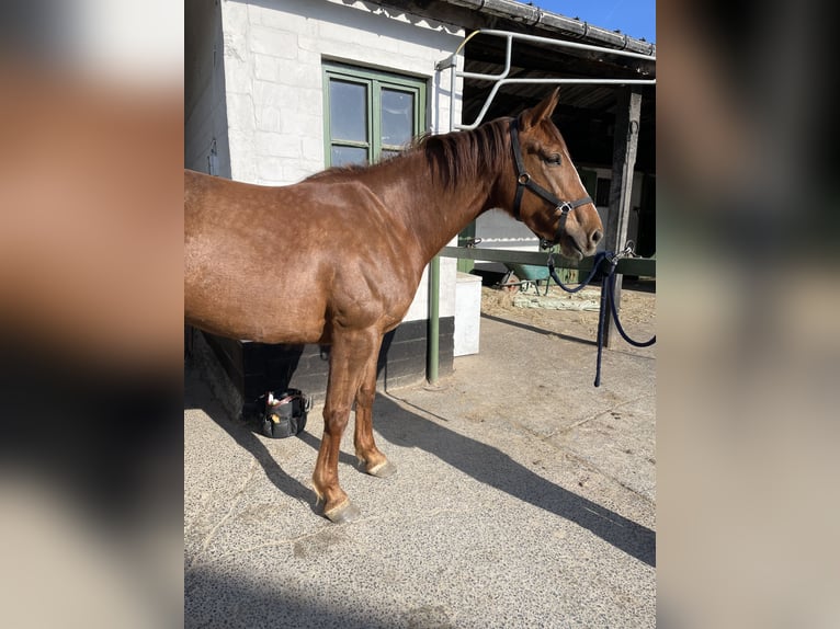 Pur sang irlandais Croisé Jument 6 Ans 168 cm Alezan in Ronse