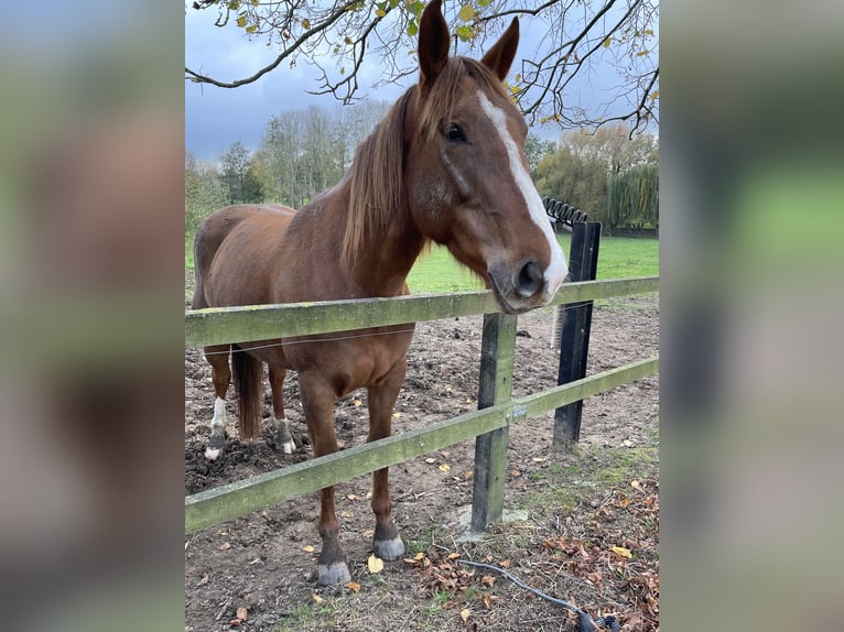 Pur sang irlandais Croisé Jument 6 Ans 168 cm Alezan in Ronse