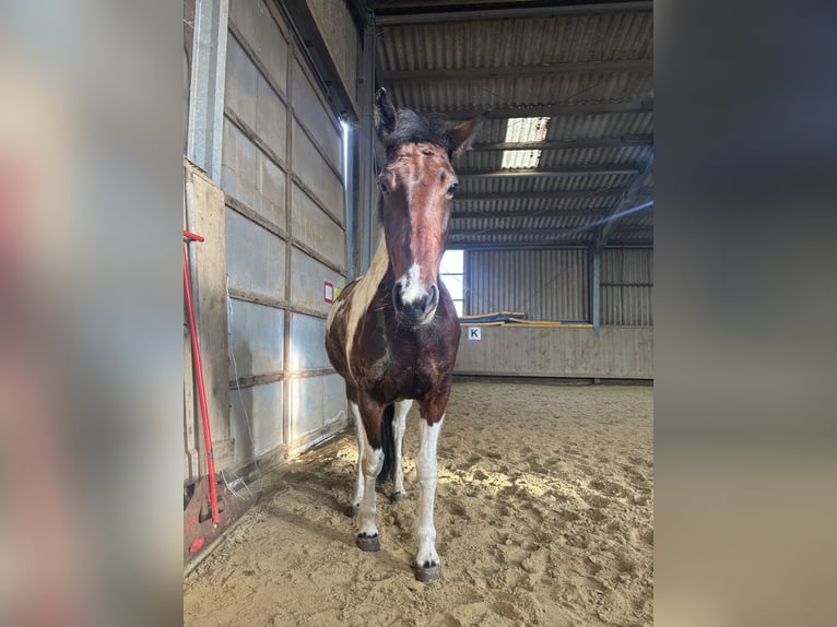 Pur sang irlandais Jument 7 Ans 150 cm Pinto in Düren