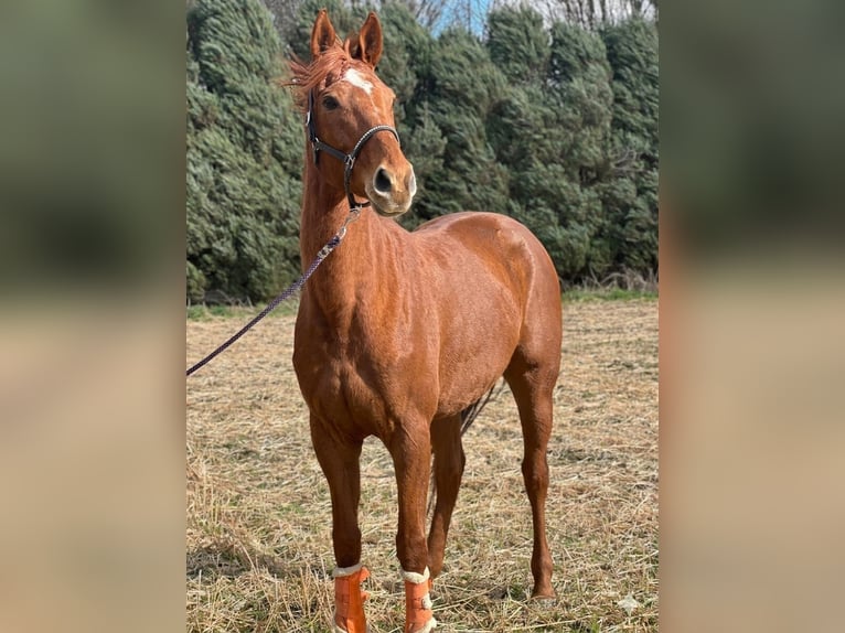 Pur sang irlandais Jument 7 Ans 160 cm Alezan in Issum