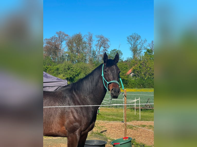 Pur sang irlandais Jument 7 Ans 160 cm Bai brun foncé in Oberriexingen