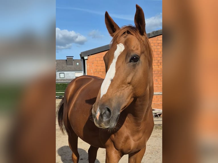 Pur sang irlandais Jument 7 Ans 165 cm Alezan in Meerbusch