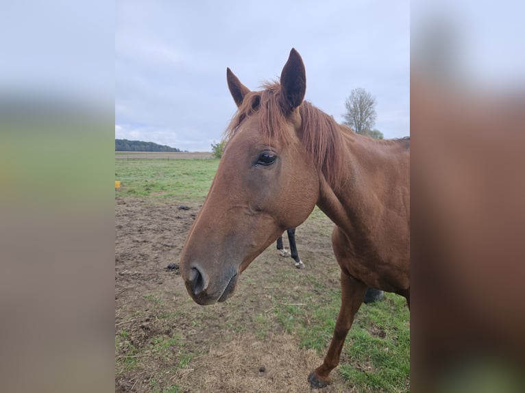 Pur sang irlandais Jument 7 Ans 170 cm Alezan in Peine