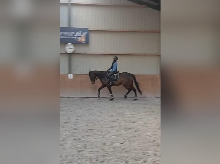 Pur sang irlandais Jument 7 Ans Bai in Rotterdam