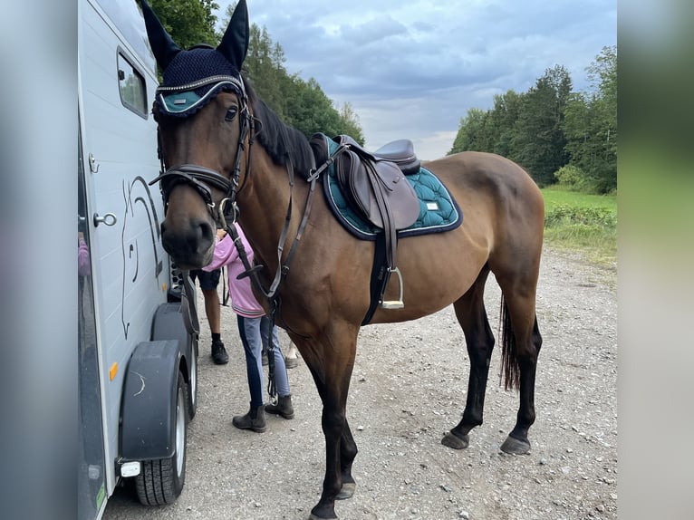 Pur sang irlandais Jument 8 Ans 162 cm Bai in Lichtenstein/Sachsen