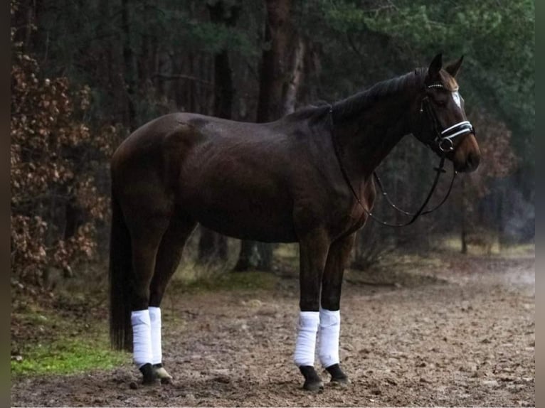 Pur sang irlandais Jument 9 Ans 163 cm Bai in Wijckel