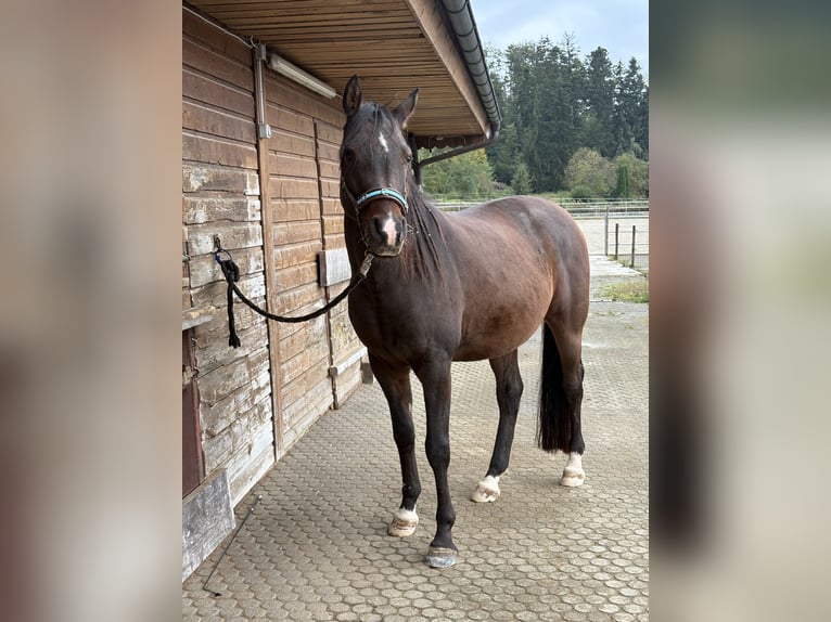 Pura Raza Árabe Caballo castrado 10 años 150 cm Castaño in Rosenfeld