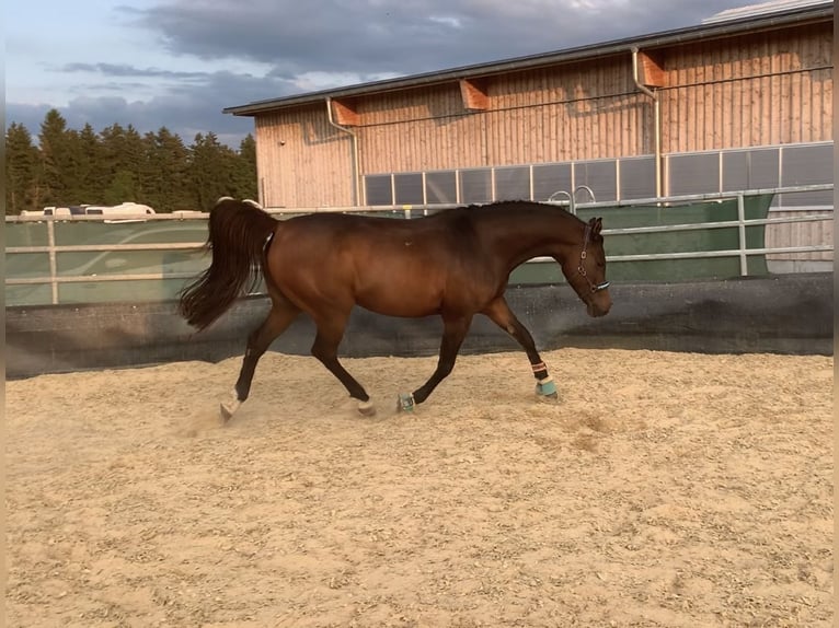 Pura Raza Árabe Caballo castrado 10 años 150 cm Castaño in Rosenfeld