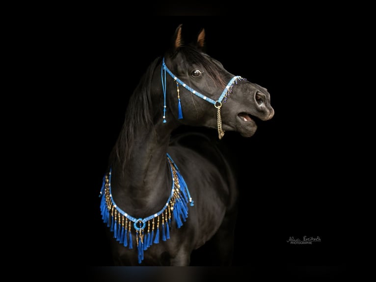 Pura Raza Árabe Caballo castrado 10 años 150 cm Negro in Moers
