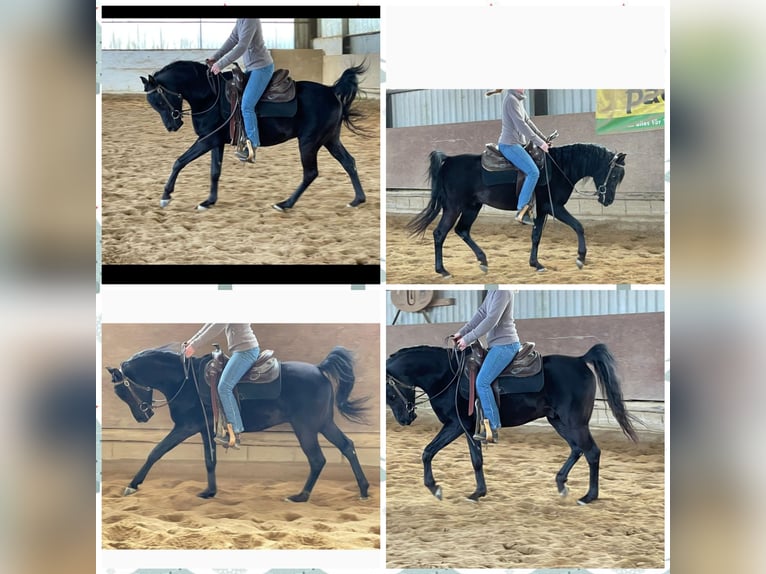 Pura Raza Árabe Caballo castrado 10 años 150 cm Negro in Moers
