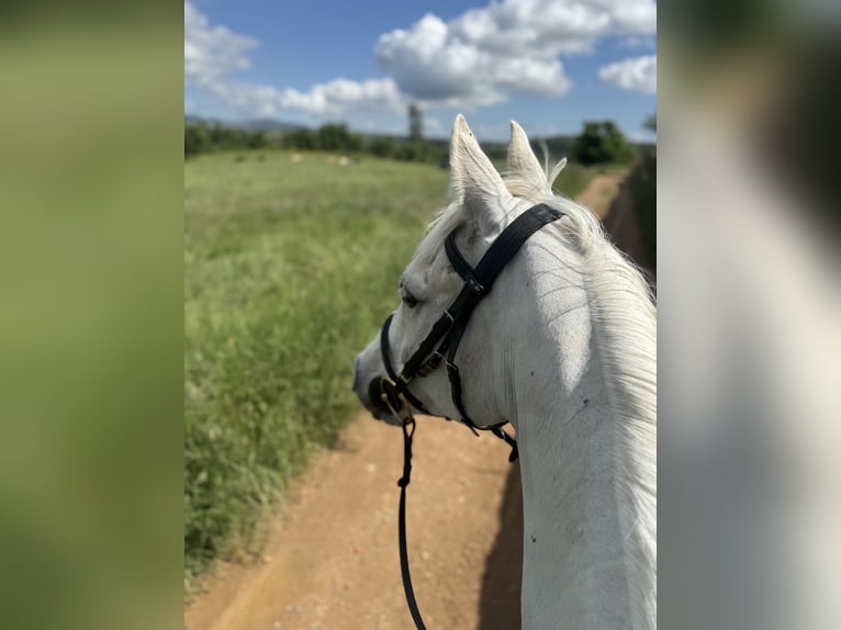 Pura Raza Árabe Caballo castrado 10 años 152 cm White/Blanco in Saint-Alban-d&#x27;Ay