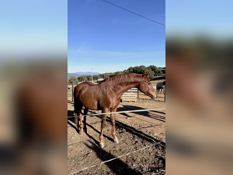 Pura Raza Árabe Caballo castrado 10 años 153 cm Alazán in Pedrinya (Ajuntament Crespia)