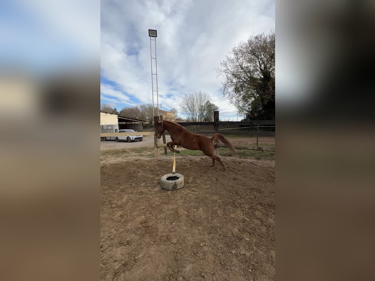 Pura Raza Árabe Caballo castrado 10 años 153 cm Alazán in Pedrinya (Ajuntament Crespia)