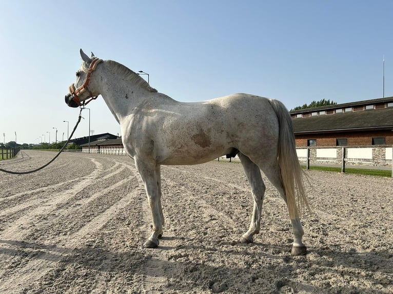 Pura Raza Árabe Caballo castrado 10 años 153 cm Tordo in Straubing