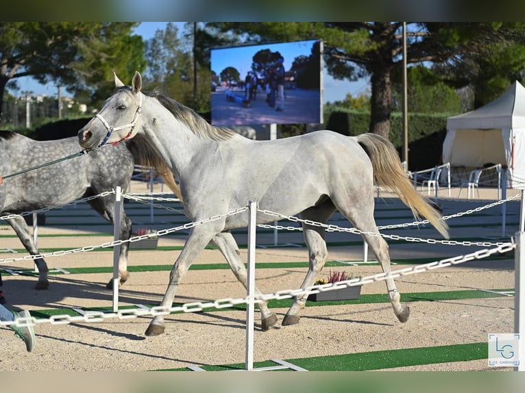 Pura Raza Árabe Caballo castrado 10 años 153 cm Tordo in Straubing