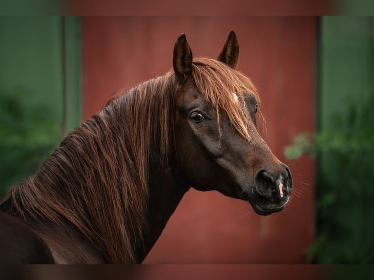 Pura Raza Árabe Caballo castrado 10 años 154 cm Alazán-tostado in Emkendorf