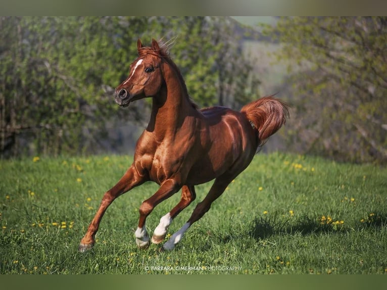 Pura Raza Árabe Caballo castrado 10 años 154 cm Alazán-tostado in Grgar