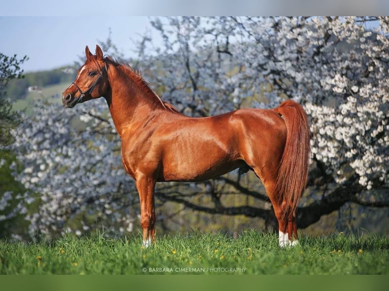 Pura Raza Árabe Caballo castrado 10 años 154 cm Alazán-tostado in Grgar