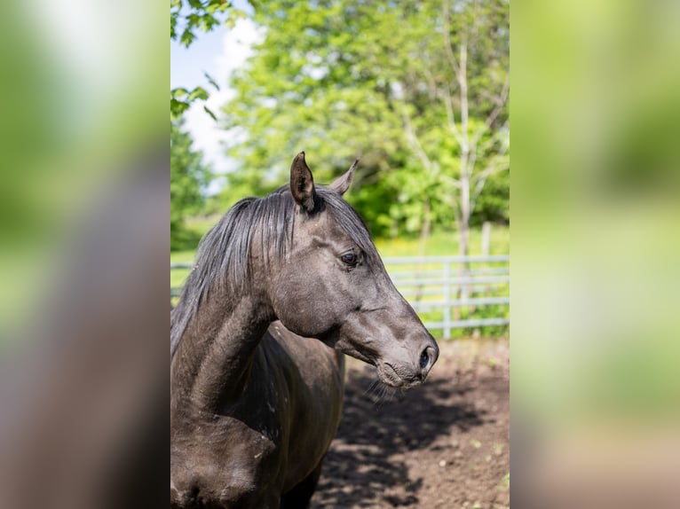 Pura Raza Árabe Caballo castrado 10 años 155 cm Negro in Corcelles BE
