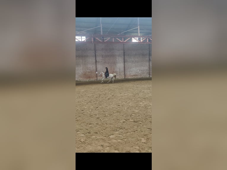 Pura Raza Árabe Caballo castrado 10 años 155 cm Tordo picazo in Zulte