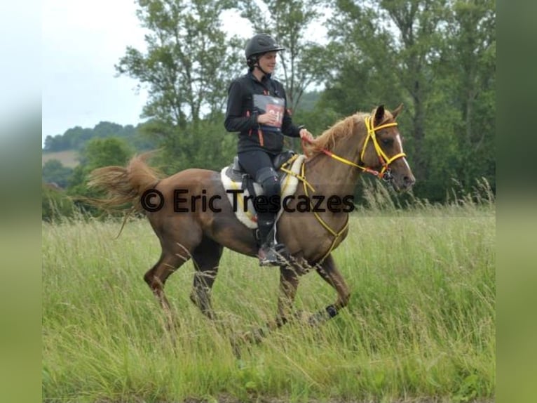 Pura Raza Árabe Caballo castrado 10 años 156 cm Alazán in Lörrach