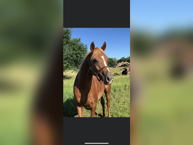 Pura Raza Árabe Caballo castrado 10 años 156 cm Alazán in Lörrach