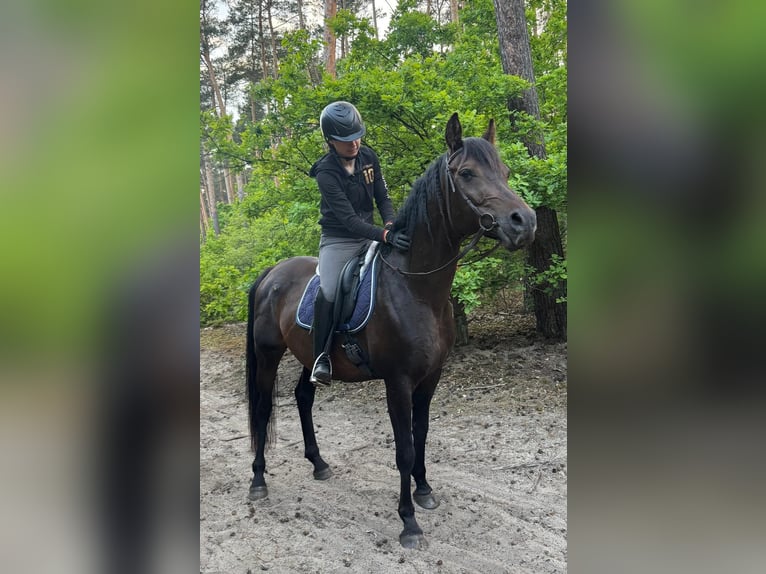 Pura Raza Árabe Caballo castrado 10 años 159 cm Castaño in Wawrów