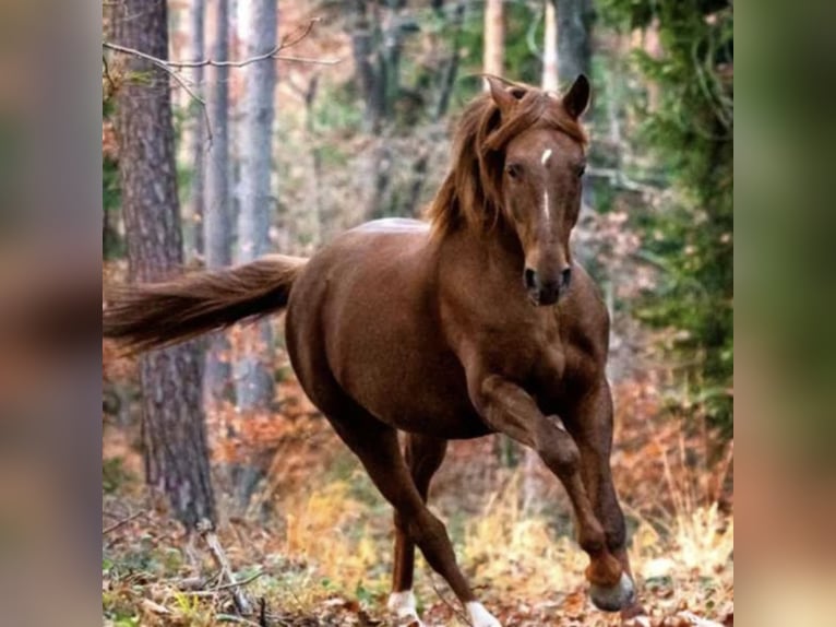 Pura Raza Árabe Caballo castrado 10 años 160 cm Alazán in Hartberg