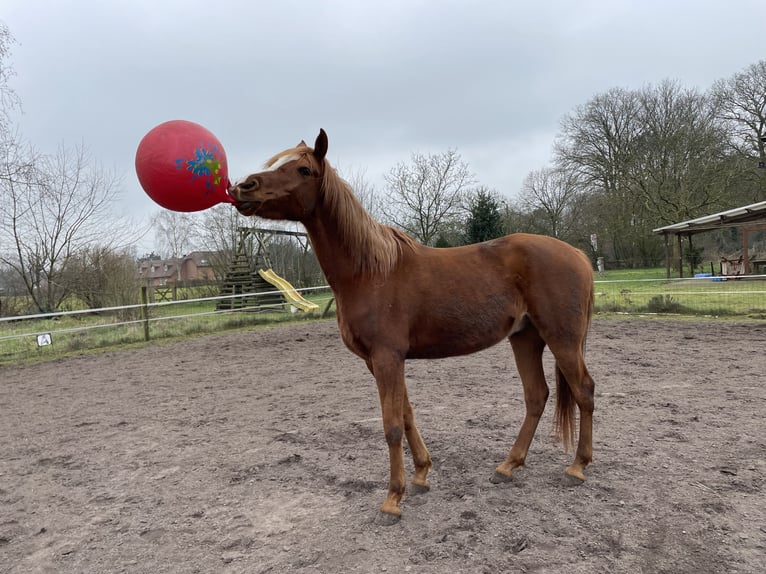 Pura Raza Árabe Caballo castrado 10 años 162 cm Alazán in Essen