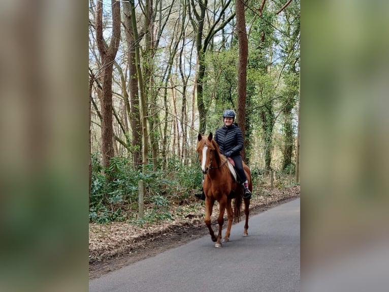 Pura Raza Árabe Caballo castrado 10 años 162 cm Alazán in Essen