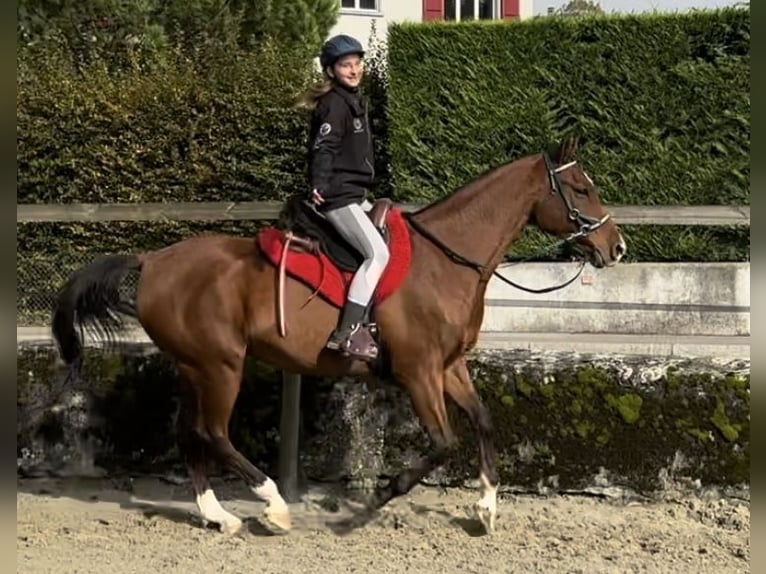 Pura Raza Árabe Caballo castrado 10 años 163 cm Castaño in Penthaz