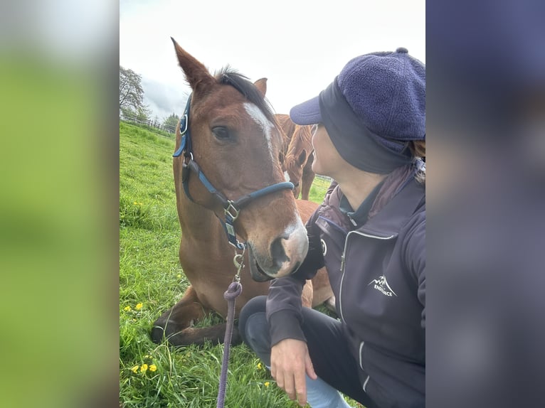 Pura Raza Árabe Caballo castrado 10 años 163 cm Castaño in Penthaz