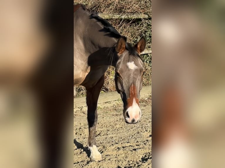 Pura Raza Árabe Caballo castrado 10 años 163 cm Castaño rojizo in Penthaz