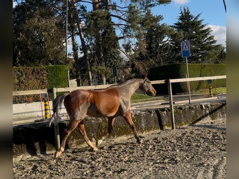 Pura Raza Árabe Caballo castrado 10 años 163 cm Castaño rojizo in Penthaz