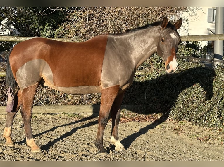 Pura Raza Árabe Caballo castrado 10 años 163 cm Castaño rojizo in Penthaz