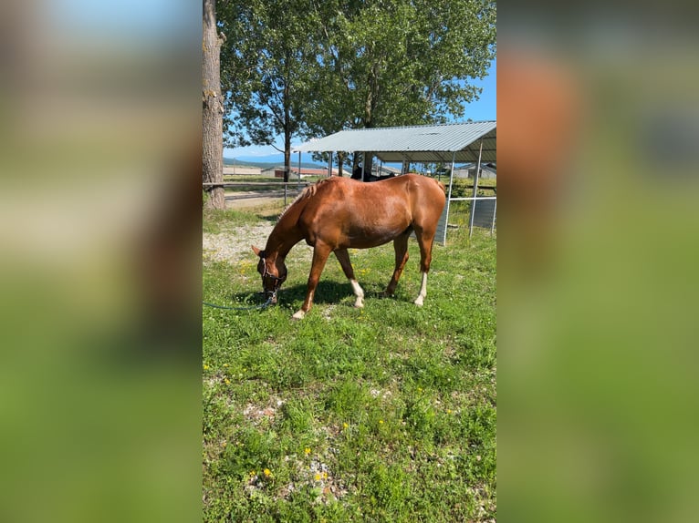 Pura Raza Árabe Caballo castrado 11 años 150 cm Alazán-tostado in Sibiu